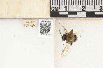 Media type: image;   Entomology 774052 Aspect: Labels